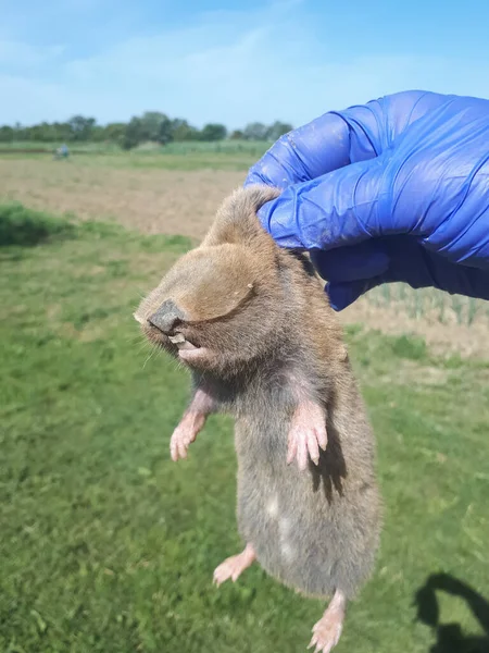 Garden Pest Mole Rat Blind Underground Digging Rodent Mole Rat — Stock Photo, Image