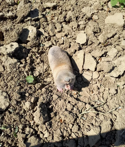 Rat Taupe Ravageur Jardin Rat Taupe Rongeur Aveugle Creusant Sous — Photo