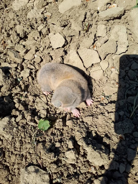 Garden pest mole rat. Blind underground digging rodent mole rat. Spalax