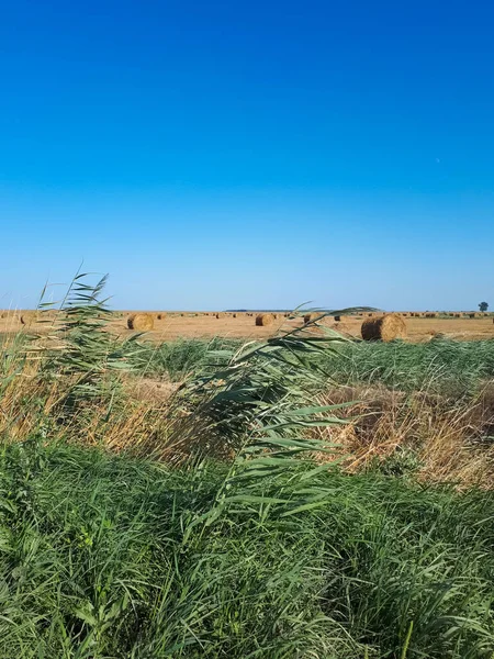 Feno Fardos Feno Campo Contra Céu Azul — Fotografia de Stock