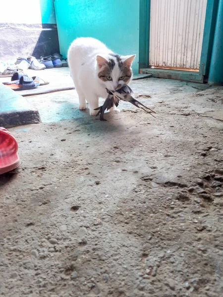 Γάτα Έπιασε Ένα Χελιδόνι Γάτα Τρώει Ένα Πουλί — Φωτογραφία Αρχείου