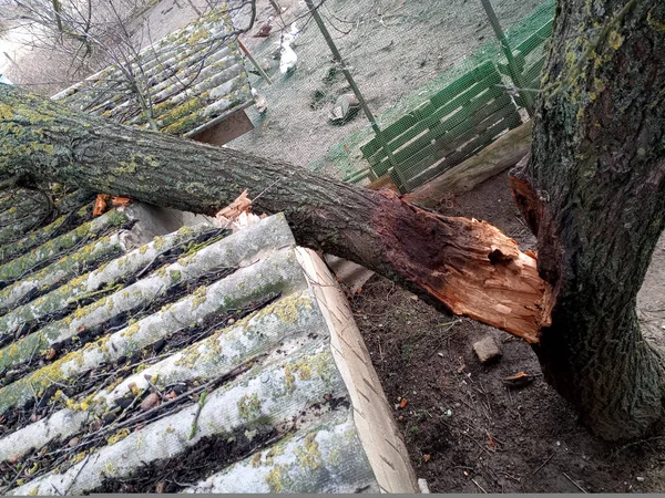 Windbroken Apricot Tree Fell Shed Broke Roof — Stock Photo, Image