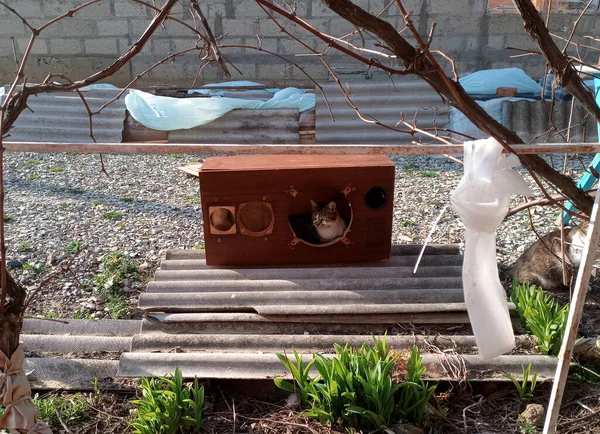 Kočka Vlezla Reproduktoru Případ Akustického Vinobraní Amfiton 35Ac 018 Během — Stock fotografie
