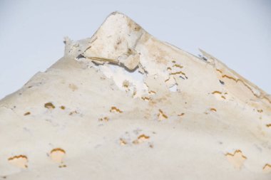 Gümüş balığıyla yutulmuş kağıt. Vinil zarflarda gümüşbalığı kalıntıları var. lepisma