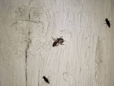 Örümcek savaşçısı bir sinek yakalayıp yiyor. Örümcek Avcısı