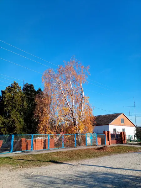 Желтая Береза Осенью Осенний Пейзаж Деревне Улице — стоковое фото