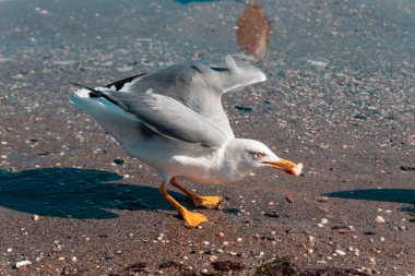 Martı bir parça ekmek kapar bir denizin veya okyanusun kumunda.