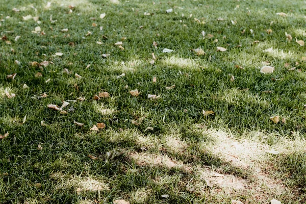 Herbstgelbe Blätter auf grünem, frisch gemähtem Gras an einem sonnigen Tag. Natürlicher ökologischer Hintergrund — Stockfoto