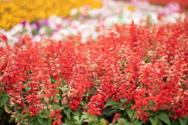 Güzel kırmızı, uzun kırmızı, pembe, sarı çiçekler bahçedeki çiçek tarlasında.