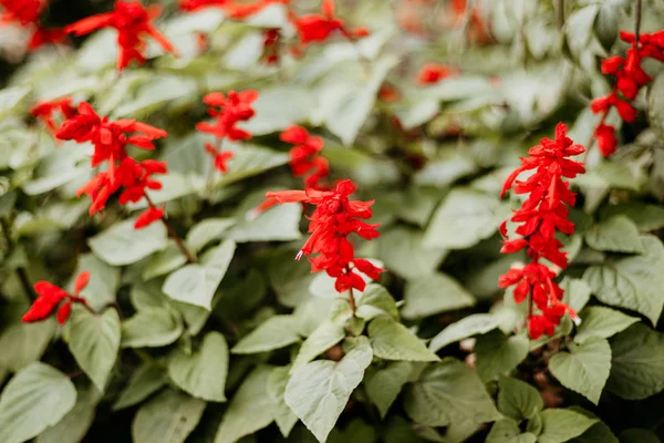 정원의 꽃에 있는 아름다운 빨간 긴 꽃들 — 스톡 사진