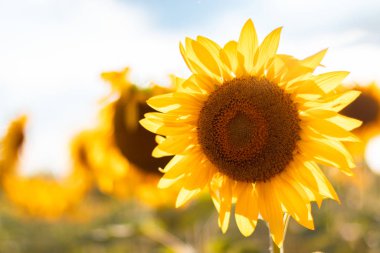 Yaz mevsiminde doğal ekolojik ayçiçeği tarlası