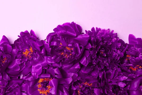 Narin bir arka planda pek çok güzel, taze, mor şakayığın en az yaratıcı bileşimi.