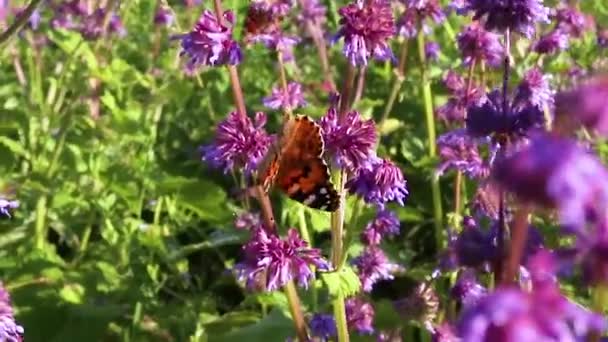Красивые коричневые бабочки летают вокруг лиловых цветов растений в солнечном свете. Летняя композиция — стоковое видео