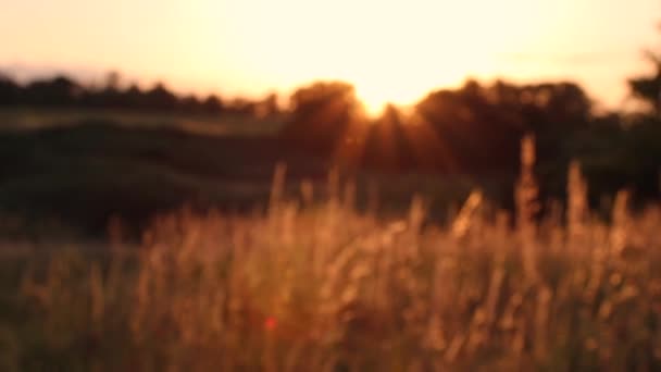 Espiguetas de trigo ao pôr-do-sol. Balanço no vento — Vídeo de Stock