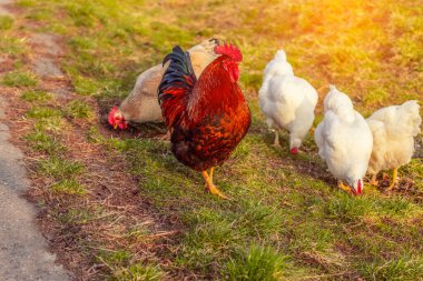 güzel parlak horoz ve çayırda birçok hens otlatmak