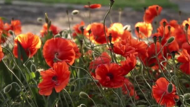 Papaveri rossi fioriscono nel campo — Video Stock