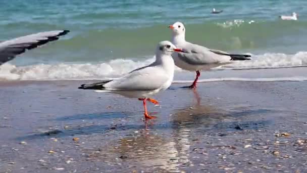 Gray and white seagulls walk along the seashore. — Stock Video