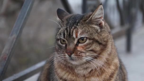 Kövér bolyhos macska ül az utcán — Stock videók