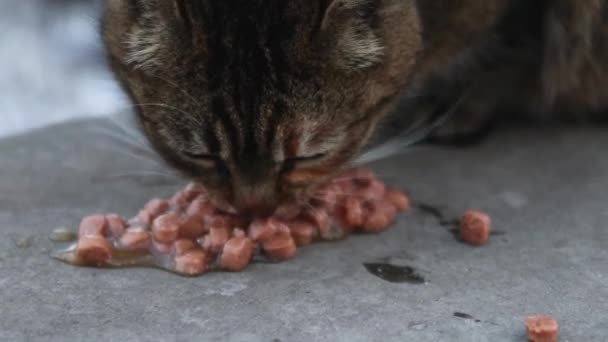Chlupatá hnědá kočka jí jídlo na zemi — Stock video