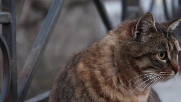 Chlupatý kočka olizuje sedí na ulici — Stock video