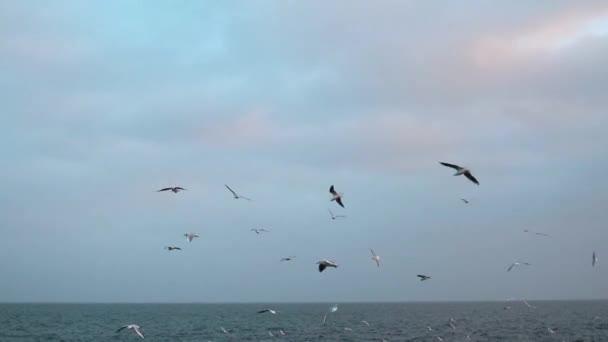 Many birds seagulls fly on the sea — Stock Video