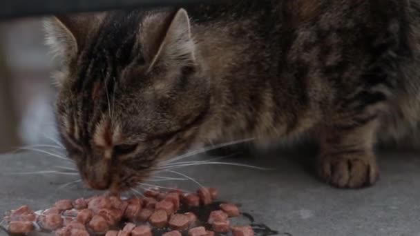 Chat rayé moelleux mange de la nourriture dans la rue — Video