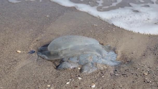 Большая голубая медуза на пляже у моря — стоковое видео