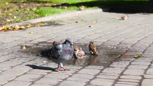 Gorrión pájaros en un sucio charco de agua — Vídeos de Stock