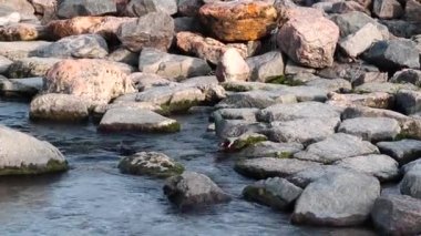 Güvercin kuşu nehirden su içer. Temiz su gri kaldırım taşlarının yamacı boyunca akar..