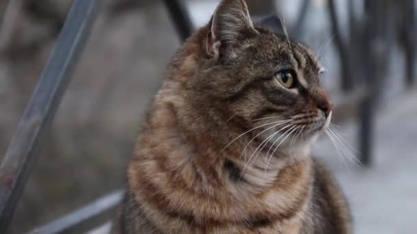 Пушистый полосатый серый кот на улице. Женские руки гладят кошку — стоковое видео