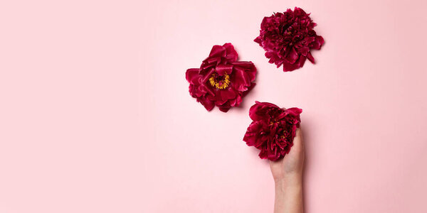 A womans hand holds a burgundy peony flower on a pink background. Minimal creative composition