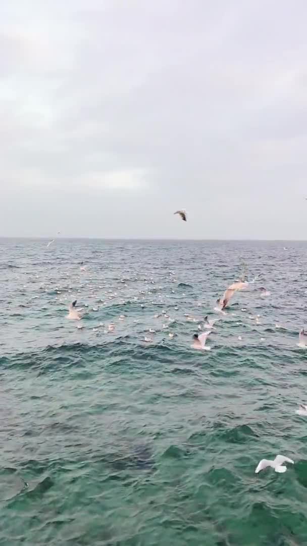 De belles mouettes blanches survolent les eaux de la mer Noire. Grandes vagues fortes par temps nuageux. Vidéo verticale — Video
