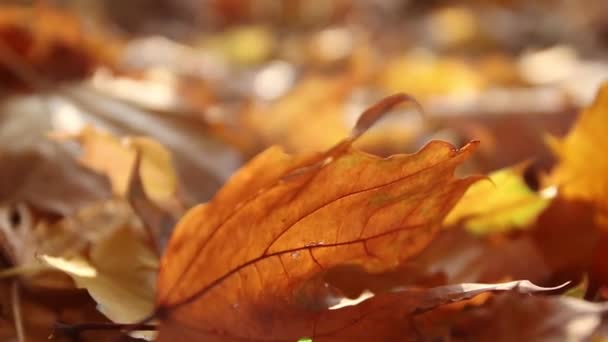 Close shot gold and yellow fallen leaves in the park — Stok video