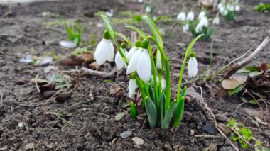 Snowdrop blooms in the ground