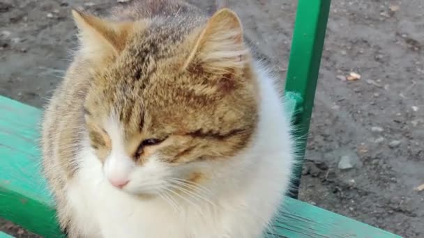 Cute fluffy cat with big eyes looks at the camera — Stock video