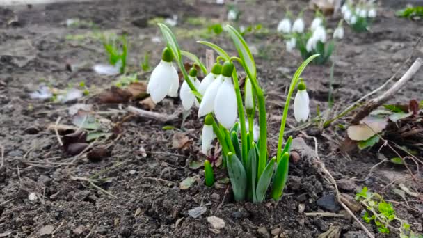 Snowdrop blooms in the ground — Stockvideo