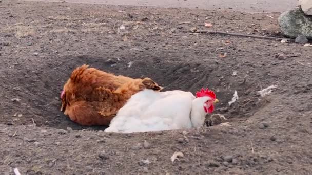 As galinhas adultas lavam-se no chão. Frango adulto com penas brancas e marrons — Vídeo de Stock
