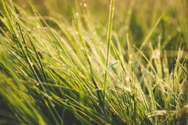 Güneşteki yeşil çimlerin üzerindeki çiy tanesi — Stok fotoğraf