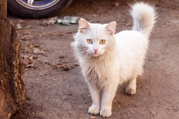 Blanco sucio gato en la calle —  Fotos de Stock