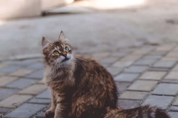 Пушистый коричневый кот с зелеными глазами, сидящий на улице. Охота на птиц. Инстинкты животных — стоковое фото
