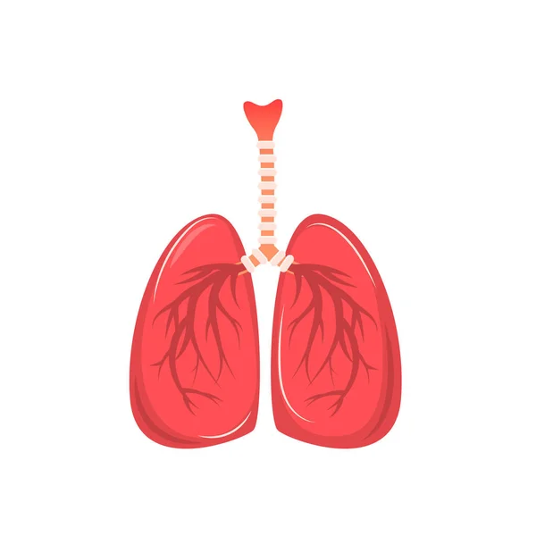 Pulmones Humanos Dibujos Animados Aislados Sobre Fondo Blanco Ilustración Vectorial — Vector de stock