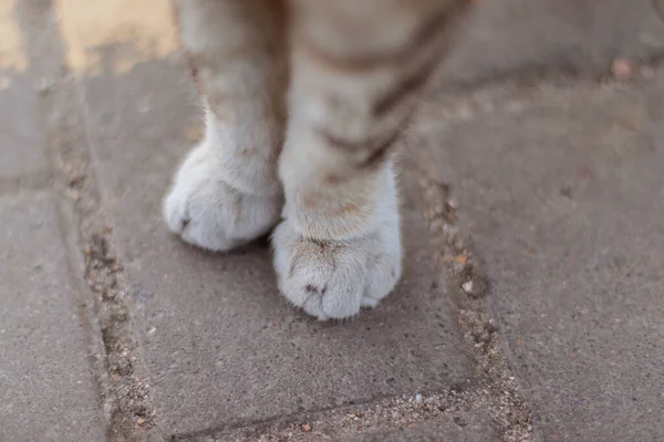 外面一只可爱的毛绒绒猫的爪子 — 图库照片
