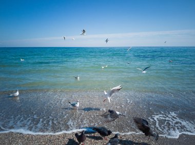 Güneşli bir günde Karadeniz kıyısında beyaz martılar uçar. Saf temiz su. Bahar