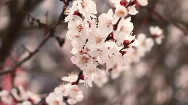 Bahçede çiçek açan beyaz çiçek kayısı manzarasını kapat. Bahar geldi. — Stok video