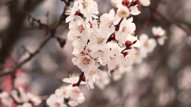 Vista da vicino di albicocca fiore bianco con fioritura in giardino. Tempo primaverile — Video Stock