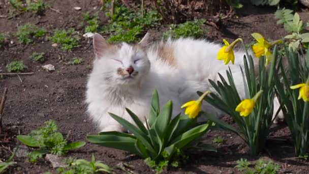 Mutlu ve mutlu, pembe burunlu, gri ve beyaz kedi bahar havasını koklar, güneşli bir günde çiçeklerin yanında yere uzanır. — Stok video