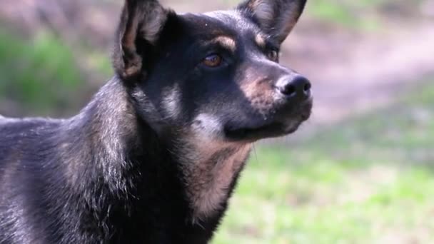 Счастливая черная собака с черным носом нюхает весенний воздух, сидит на земле в солнечный день весной или летом — стоковое видео
