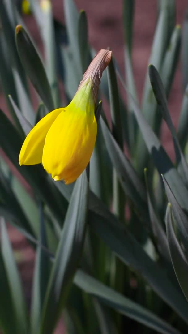 Narcis bloem bloeit op een bloembed in het zonlicht — Stockvideo