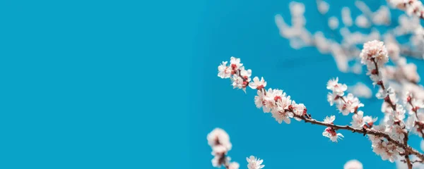 Bannière Horizontale Branches Cerises Fleurs Sur Fond Bleu Ciel Avec — Photo