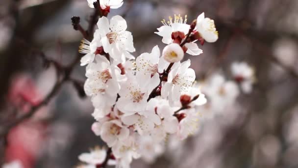 Nahaufnahme der schönen Blüten des Aprikosenbaums bei blauem Himmel. — Stockvideo